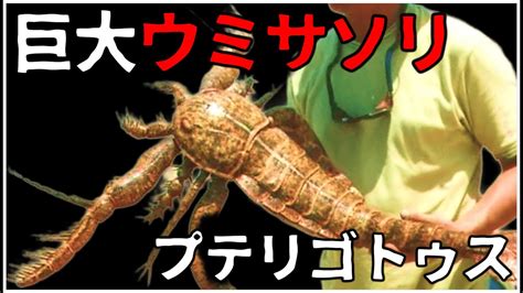 大型魚類|ダイオウウミサソリ科